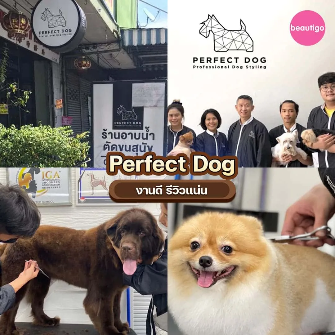 ร้านอาบน้ำตัดขน Perfect Dog อาบน้ำตัดขนหมาแมว