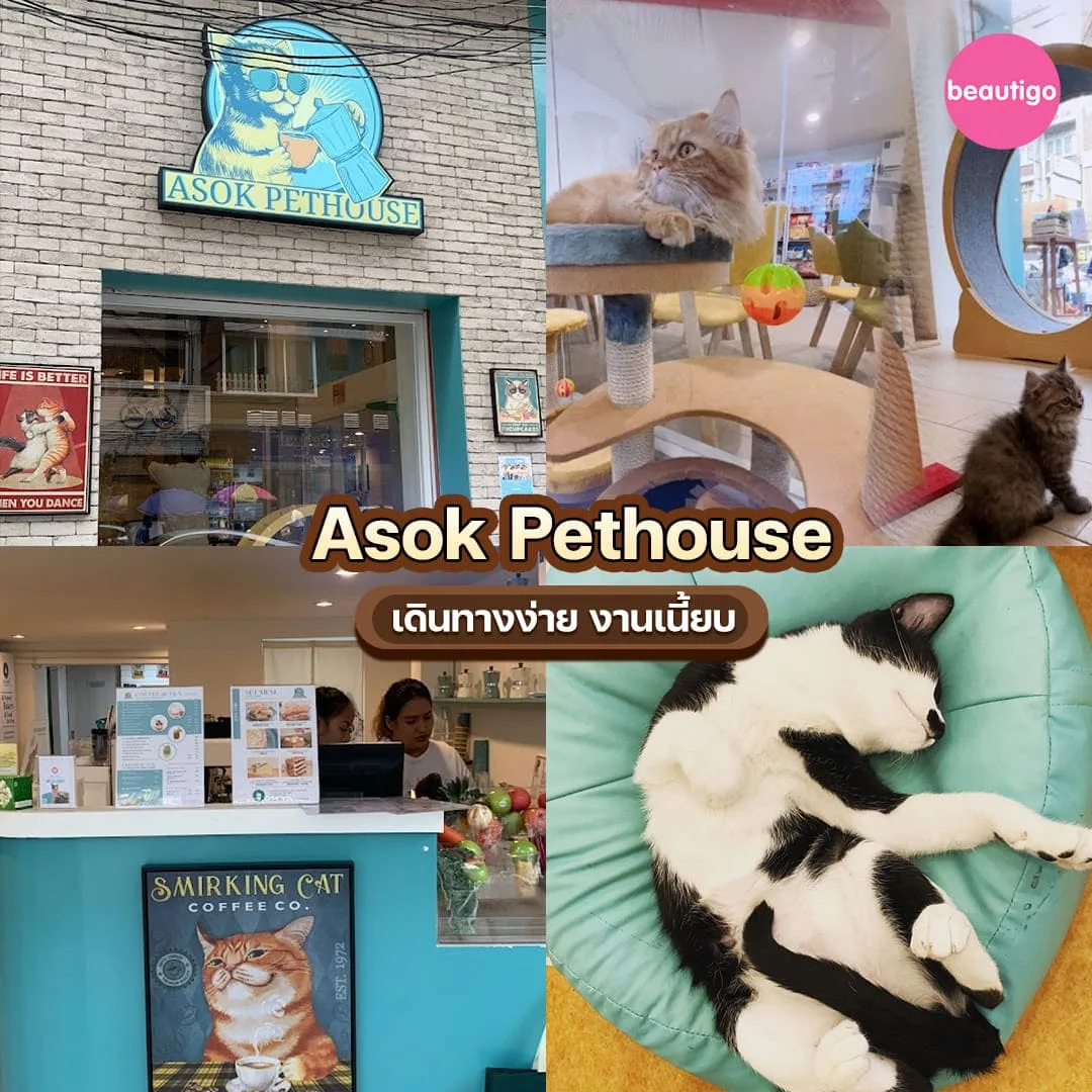 ร้านอาบน้ำตัดขน Asok Pethouse ตัดขนหมาแมว